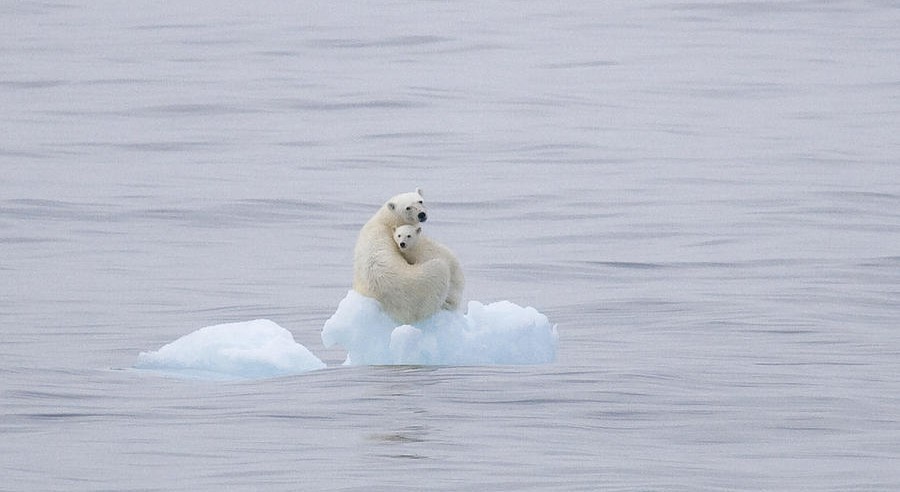 polar-bear-and-cub-on-a-floating-chunk-ira-meyer