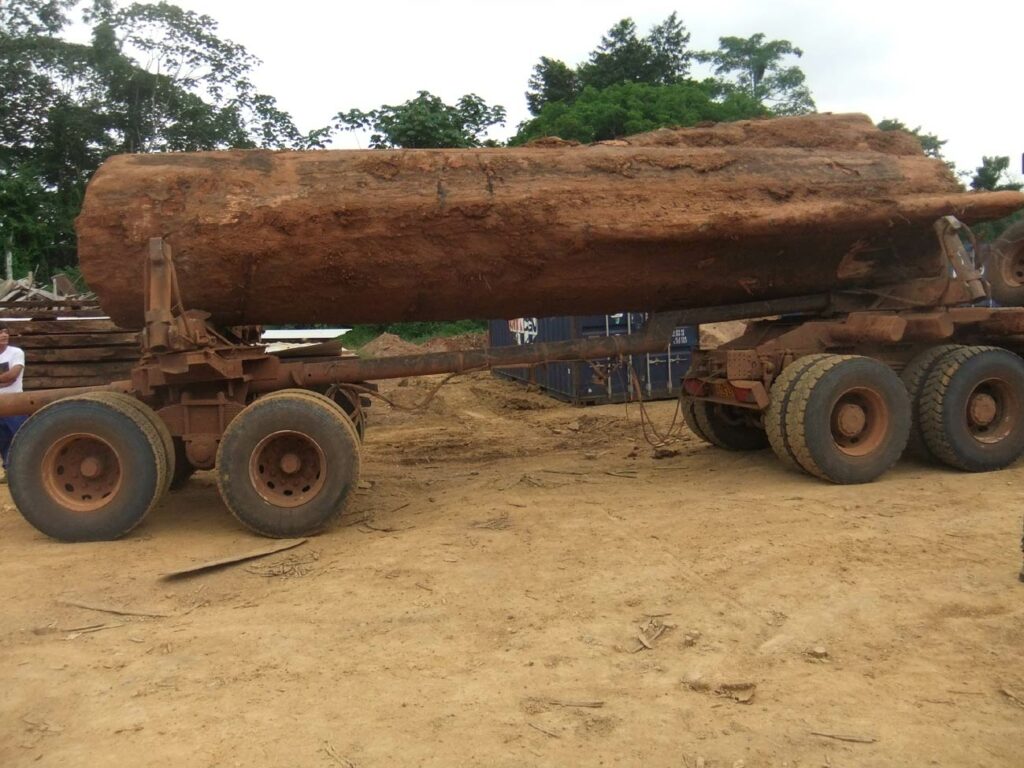 Gabon Les Dessous De La Lutte Contre Le Braconnage