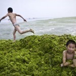 Chine: des algues vertes envahissent la plage de Qingdao