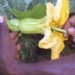 Le silence des abeilles – Pollinisation manuelle (vidéo, 4&rsquo;36) – internationalnews 1