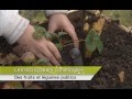 Les Incroyables Comestibles en Belgique, mode d’emploi !