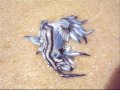 GLAUCUS ATLANTICUS- real life pokemon