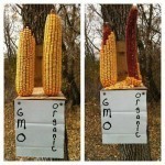A full load of some nice #organic ear #corn! Found this big ear of corn laying right on the top of the load! With organic corn being worth $16.00 a bushel it sure is tempting to shell this corn & sell it!