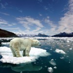 6 animaux qui nous prouvent que la planète va mal 1