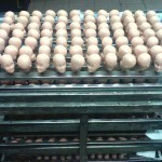 Chine: plongée dans les usines des fournisseurs de Mattel – Libération 1