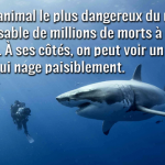 Faut-il avoir peur des requins? – L&rsquo;EXPRESS