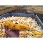 A full load of some nice #organic ear #corn! Found this big ear of corn laying right on the top of the load! With organic corn being worth $16.00 a bushel it sure is tempting to shell this corn & sell it! | Flickr : partage de photos ! 1