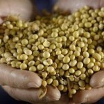 Un soja OGM « sain » : la nouvelle idée de Monsanto et DuPont 1