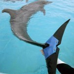 1239643_851321378217603_3476751578821041049_n