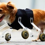 20-animaux-handicapes-retrouvent-leur-joie-de-vivre-grace-a-des-protheses-concues-sur-mesure-une