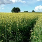 4249153948_0584e4a127_n