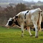 cow