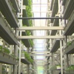 ferme-verticale-sky-green1