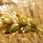 graine-ble-gluten
