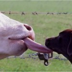 vache-chien