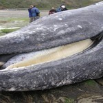 gray-whale