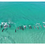 7538376-video-un-drone-surprend-des-dauphins-en-pleine-partie-de-surf