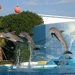 Delfinarium_Algarve_Pro-Wildlife