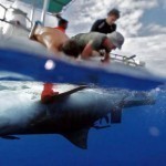 attaques-de-requins-a-la-reunion