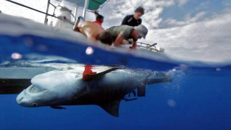 Attaques de requins à La Réunion : l'enquête signée Laurent Bouvier et Rémy  Tézier