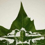 leaf-art3