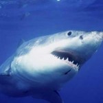 requin-blanc-large-australie-1392535-616×380