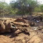 two-elephants-killed