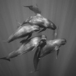 Photo 1 Pilot whales by Chris Walter