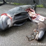 Photo 3 Sea Shepherd