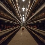 U-2014-batterie-et-coq-deambulant-800×534-e1410892707307