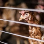 U-2014-poule-portrait-800×534-e1410892944506