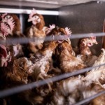 U-2014-poules-deplumees-batterie-800×534-e1410892898743