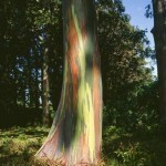 eucalyptus-arc-en-ciel-hawaii-957647-616×380