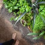 10815908_743915245674236_1269928087_n