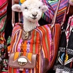 4707b2498d30e61cb9c8c6d35a901bd1