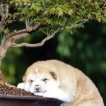 bigpreview_Funny Doggy Young Akita Asleep Under a Bonsai