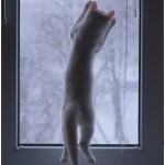 Snowflake hunting season