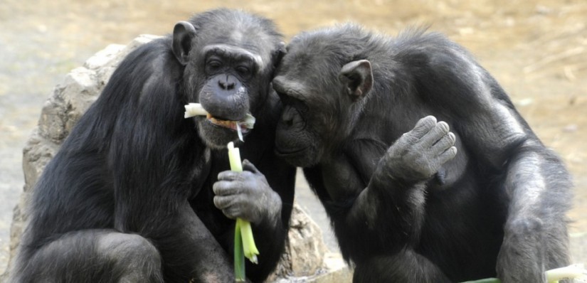 Chimpanzees munch on leek at Tokyo's Tama Zoo on February 16, 2009. The zoo started to give welsh onions to chimpanzees four years ago to help the primates stay healthy in winter and to avoid catching colds, according to Japanese traditional medicine. AFP PHOTO / Yoshikazu TSUNO