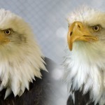 before-after-bird