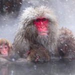 japan_monkey