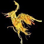 nova-by-valentina-ragozzine