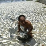 pollution-of-the-water-and-air-has-short-and-far-reaching-effects-here-we-see-dead-fish-in-a-lake-in-wuhan-fish-an-important-source-of-food-for-many-are-also-at-risk