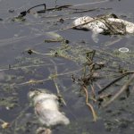 relaxed-laws-and-business-breaking-the-rules-dont-help-either-last-year-16000-dead-pigs-were-found-floating-in-the-huangpu-river-near-shanghai-assumed-to-be-dumped-from-farms-upstream