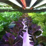 LED-grow-light-application