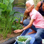 floating-wetland-boat