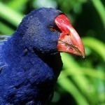 1200332Takahe22