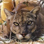 549129__florida-panther_p