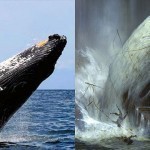 Baleines et Moby dick