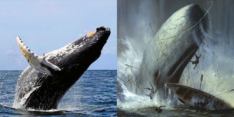 Baleines et Moby dick