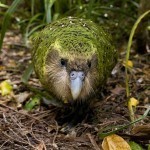 Kakapo-Photocredit-Mark-Carwardine-naturepl.com_